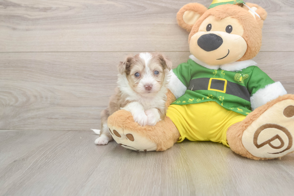 Best Aussiechon Baby