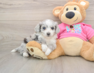 6 week old Aussiechon Puppy For Sale - Simply Southern Pups