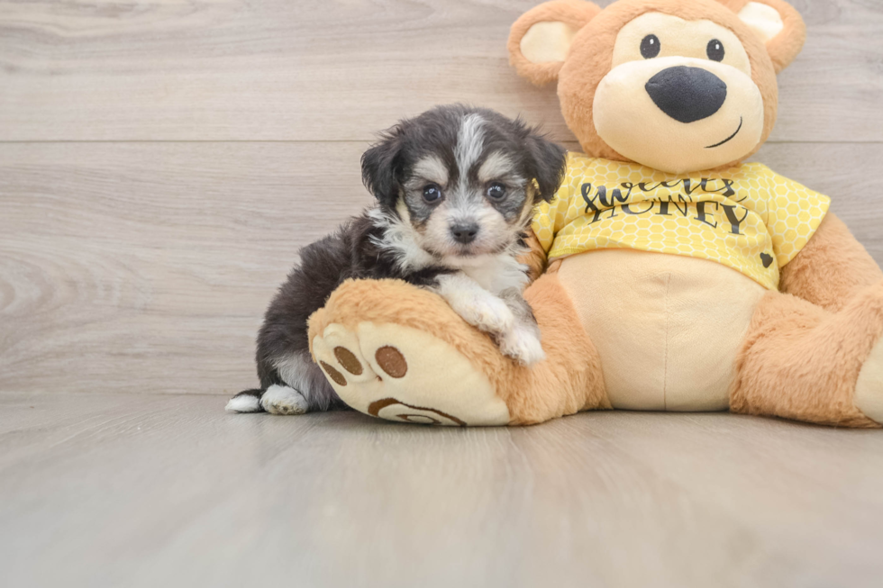 Aussiechon Pup Being Cute