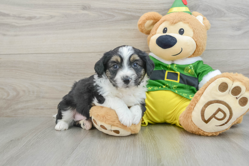 Aussiechon Pup Being Cute