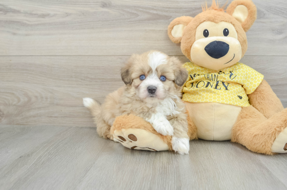 6 week old Aussiechon Puppy For Sale - Simply Southern Pups