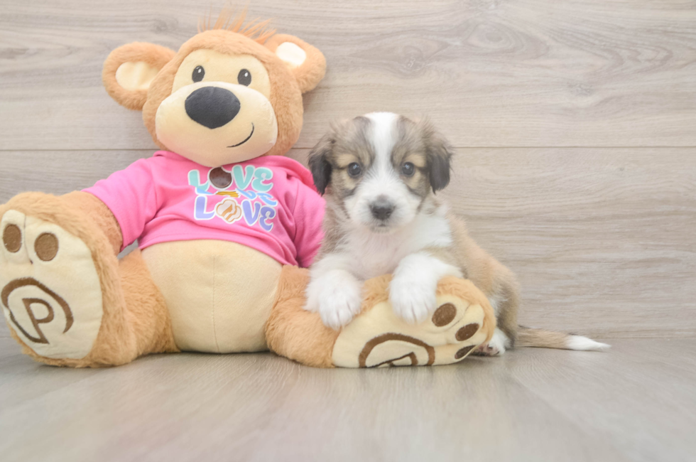 5 week old Aussiechon Puppy For Sale - Simply Southern Pups
