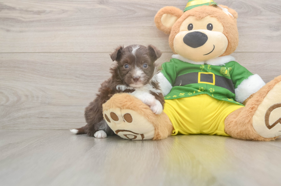 5 week old Aussiechon Puppy For Sale - Simply Southern Pups