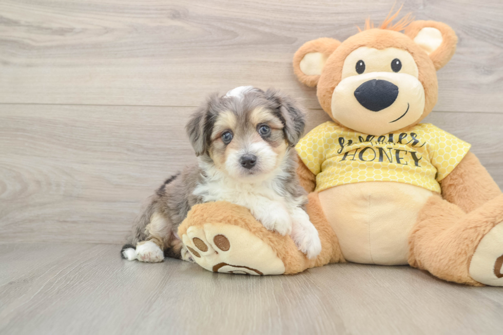 Best Aussiechon Baby