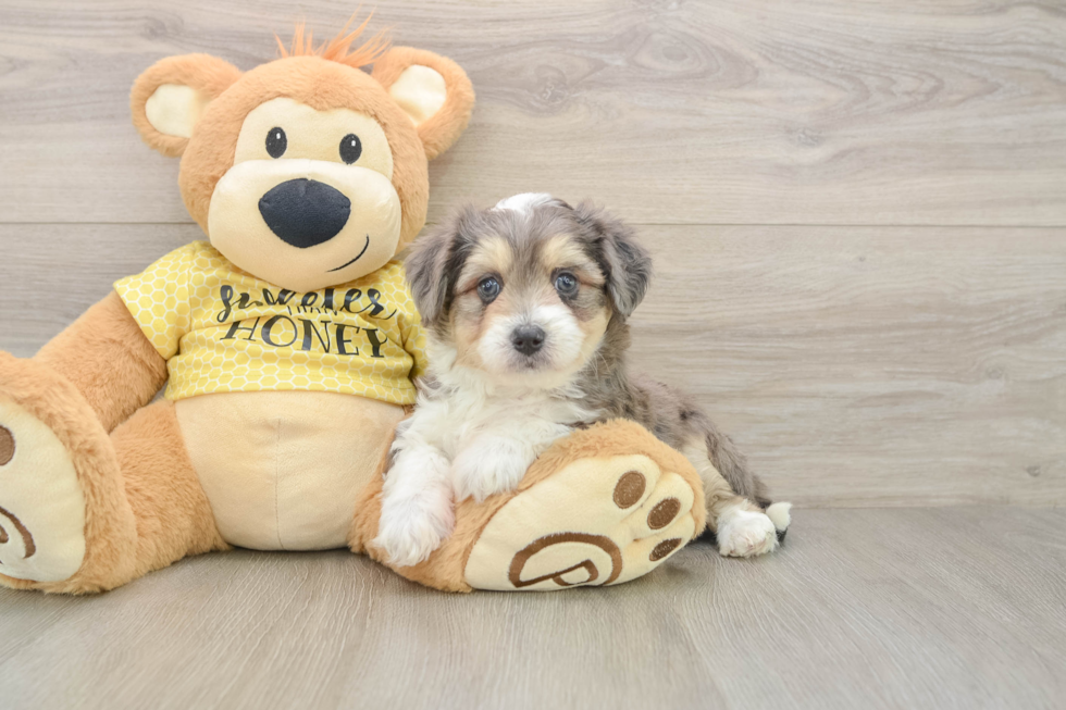 Aussiechon Puppy for Adoption