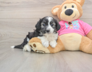 6 week old Aussiechon Puppy For Sale - Simply Southern Pups