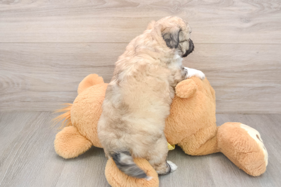 Aussiechon Puppy for Adoption