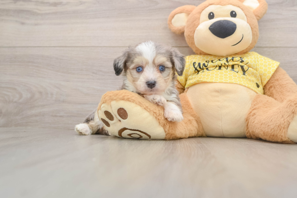 Energetic Aussie Bichon Designer Puppy