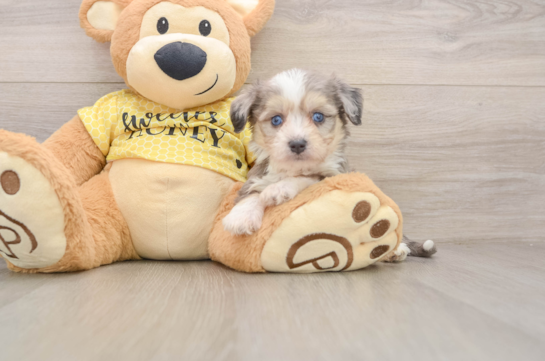 Adorable Aussie Bichon Designer Puppy