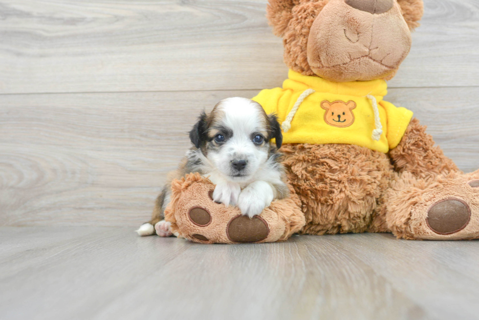 Aussiechon Puppy for Adoption