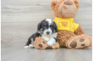 Hypoallergenic Australian Designer Puppy