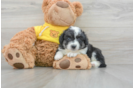 Petite Aussiechon Designer Pup