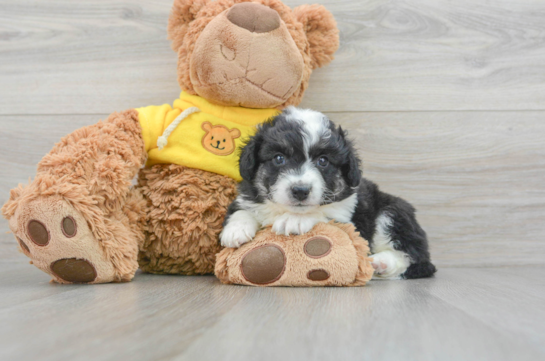 Petite Aussiechon Designer Pup