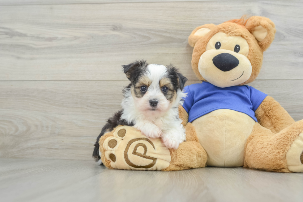 Energetic Aussie Bichon Designer Puppy