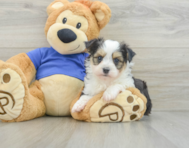 8 week old Aussiechon Puppy For Sale - Simply Southern Pups