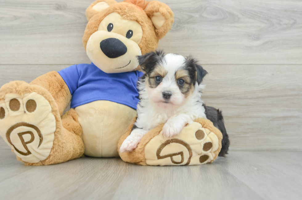 8 week old Aussiechon Puppy For Sale - Simply Southern Pups