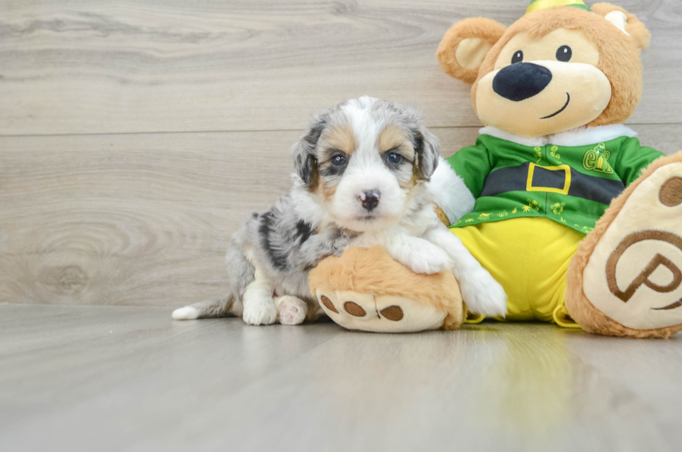 6 week old Aussiechon Puppy For Sale - Simply Southern Pups