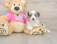 6 week old Aussiechon Puppy For Sale - Simply Southern Pups