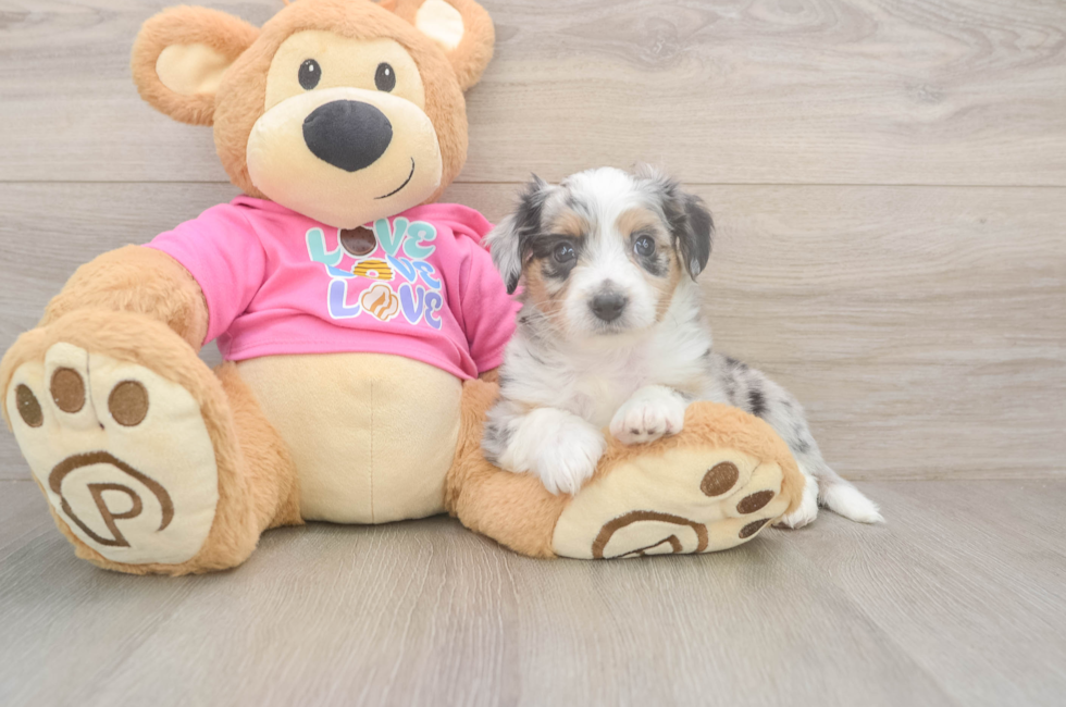 5 week old Aussiechon Puppy For Sale - Simply Southern Pups
