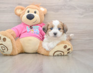 5 week old Aussiechon Puppy For Sale - Simply Southern Pups