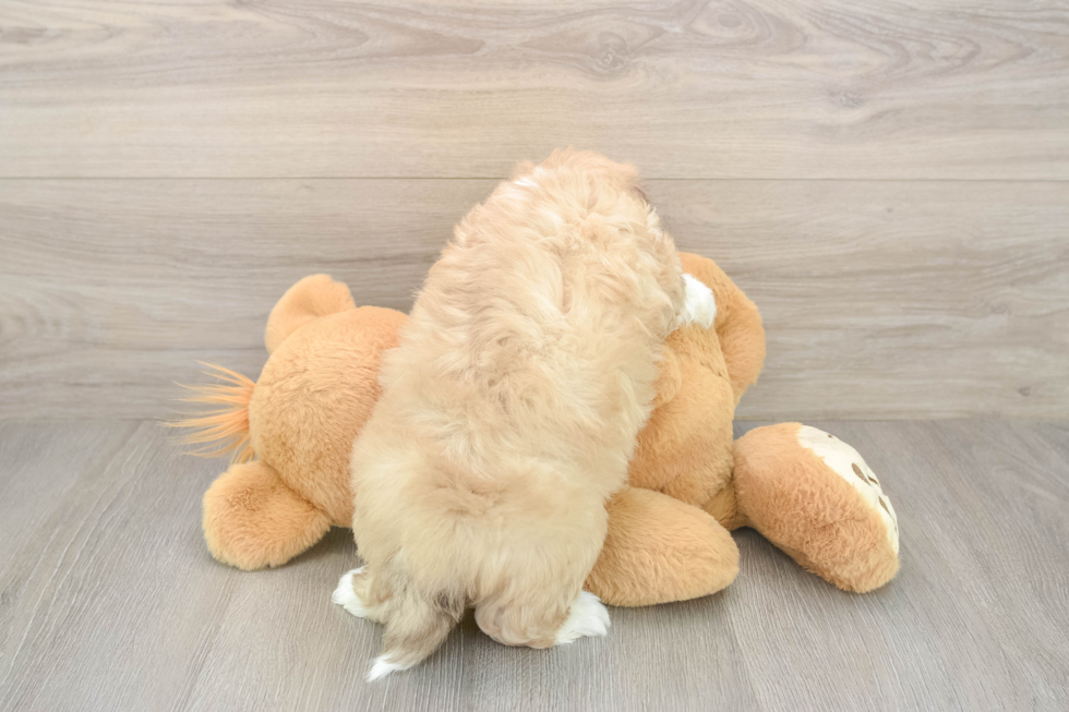 Aussiechon Pup Being Cute