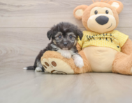7 week old Aussiechon Puppy For Sale - Simply Southern Pups