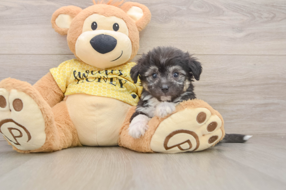 Popular Aussiechon Designer Pup
