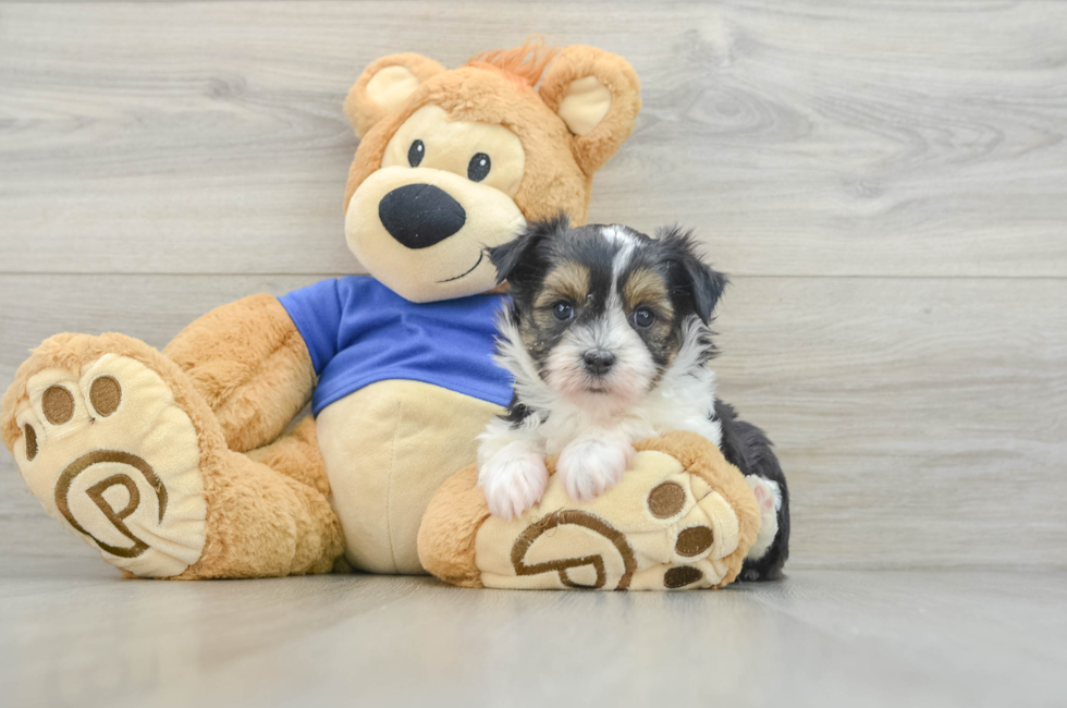 8 week old Aussiechon Puppy For Sale - Simply Southern Pups