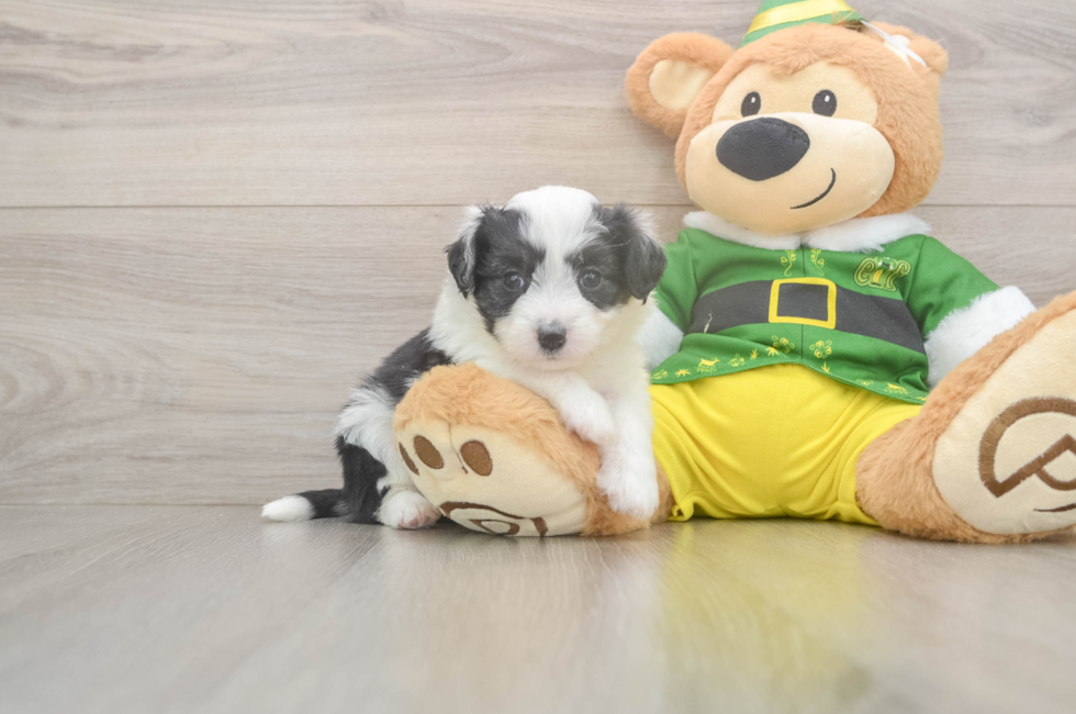 5 week old Aussiechon Puppy For Sale - Simply Southern Pups