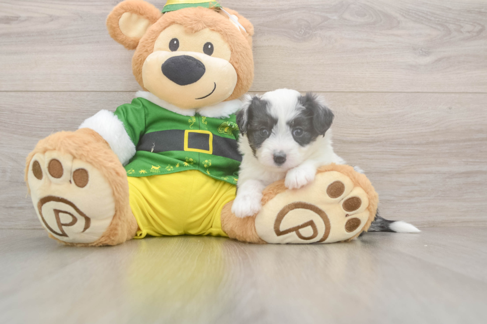 Playful Aussie Bichon Designer Puppy