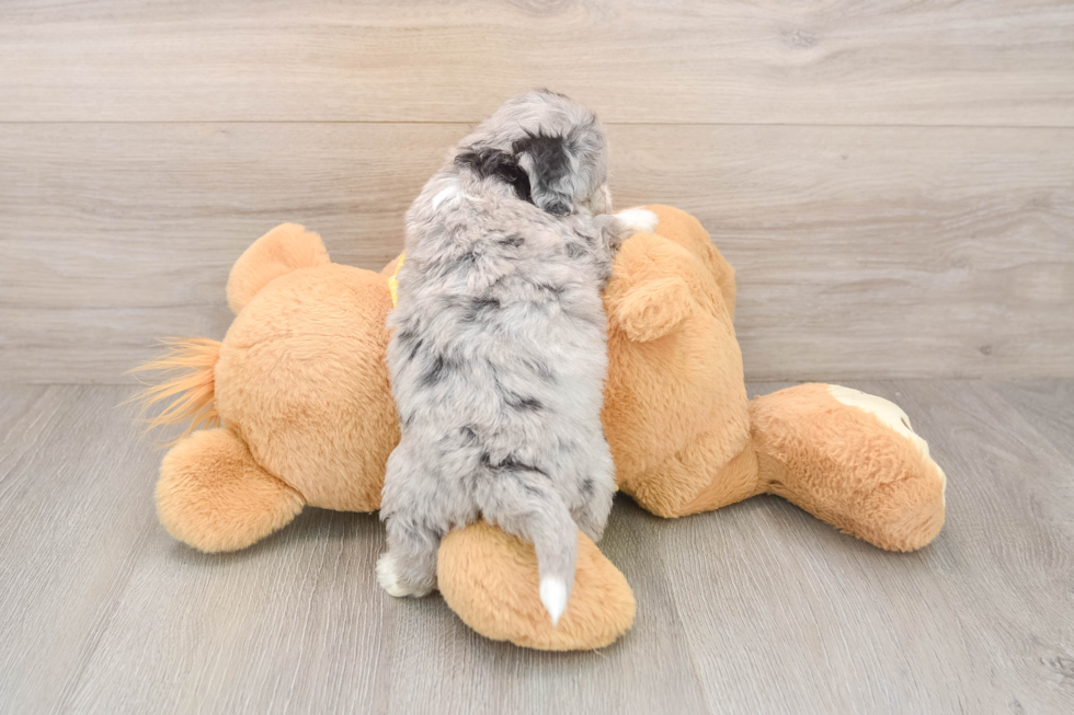 Popular Aussiechon Designer Pup