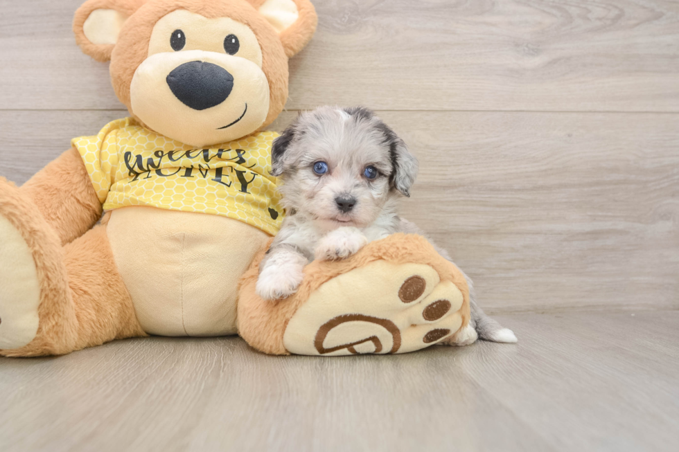 Little Aussie Bichon Designer Puppy