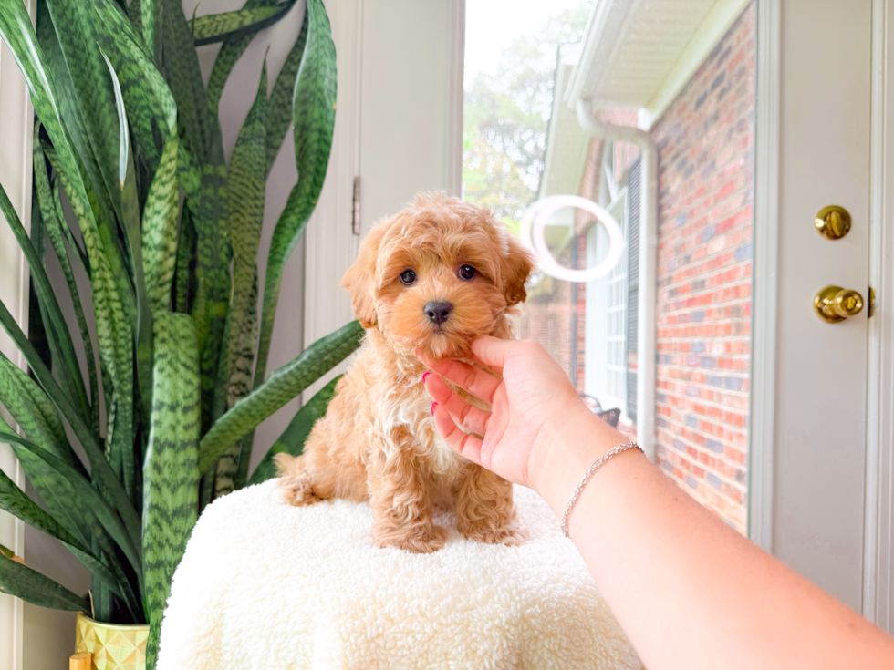 Aussiechon Pup Being Cute