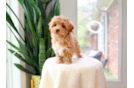 Cute Aussie Bichon Designer Puppy