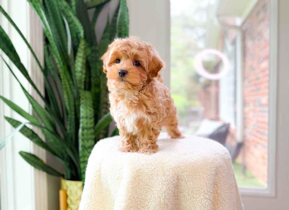 Cute Aussie Bichon Designer Puppy