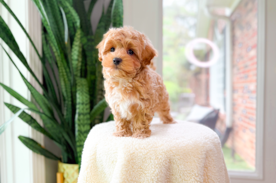 Cute Aussie Bichon Designer Puppy