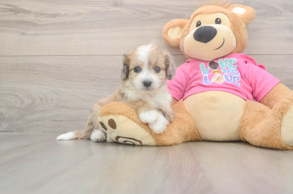 5 week old Aussiechon Puppy For Sale - Simply Southern Pups