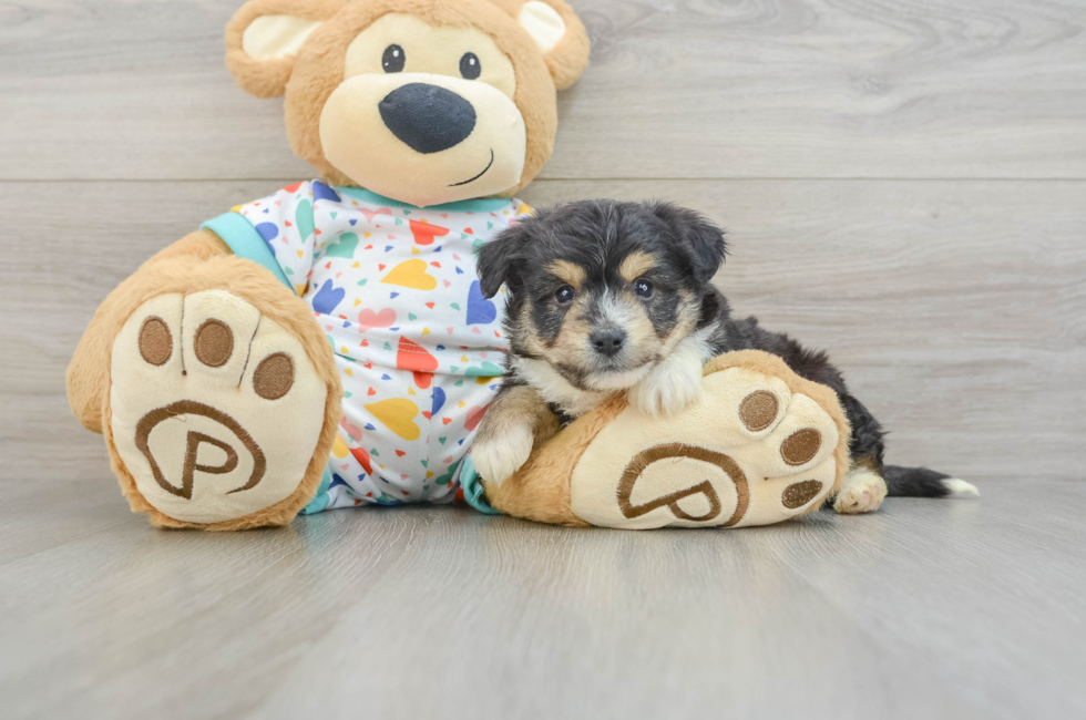 5 week old Aussiechon Puppy For Sale - Simply Southern Pups