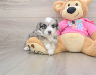 5 week old Aussiechon Puppy For Sale - Simply Southern Pups