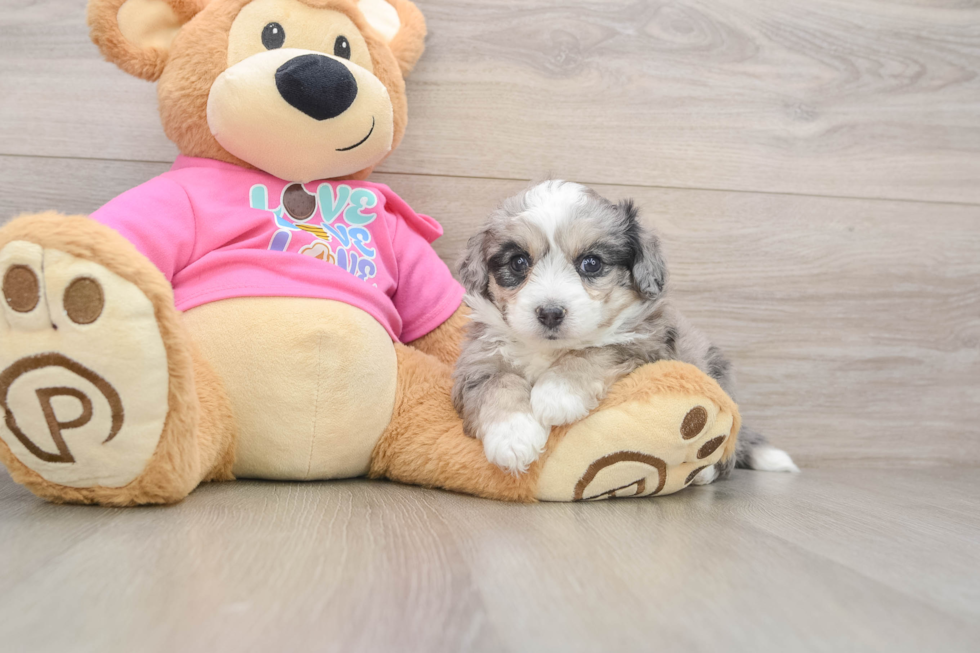 Sweet Aussiechon Baby