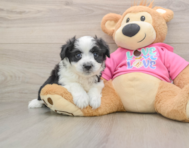 6 week old Aussiechon Puppy For Sale - Simply Southern Pups