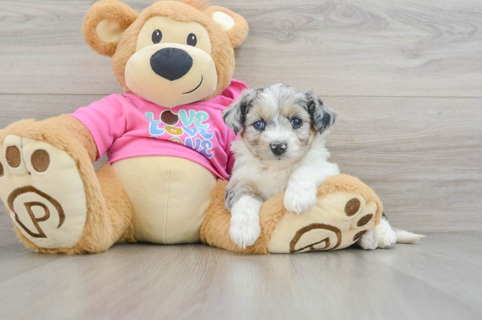 5 week old Aussiechon Puppy For Sale - Simply Southern Pups