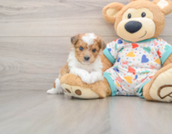 8 week old Aussiechon Puppy For Sale - Simply Southern Pups