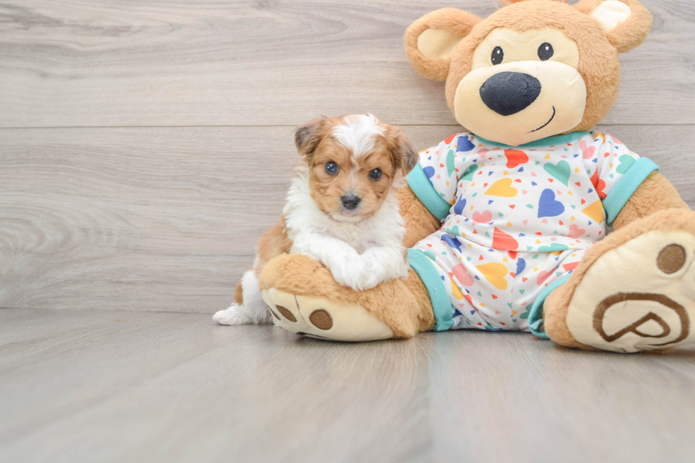 Adorable Aussie Bichon Designer Puppy
