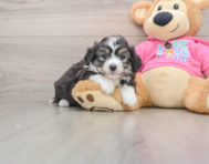 7 week old Aussiechon Puppy For Sale - Simply Southern Pups