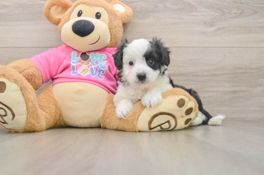 Best Aussiechon Baby