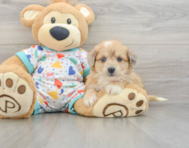 8 week old Aussiechon Puppy For Sale - Simply Southern Pups