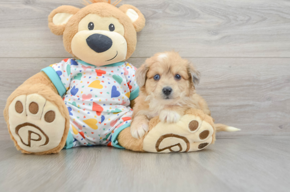 5 week old Aussiechon Puppy For Sale - Simply Southern Pups