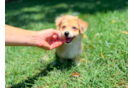 Aussiechon Pup Being Cute