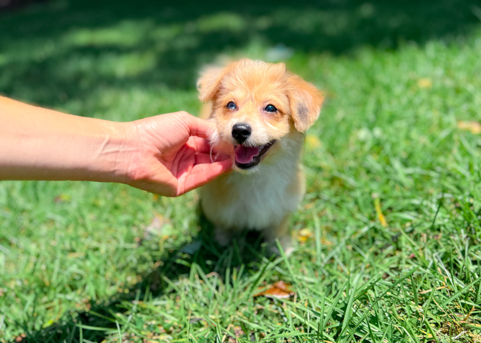 Aussiechon Pup Being Cute